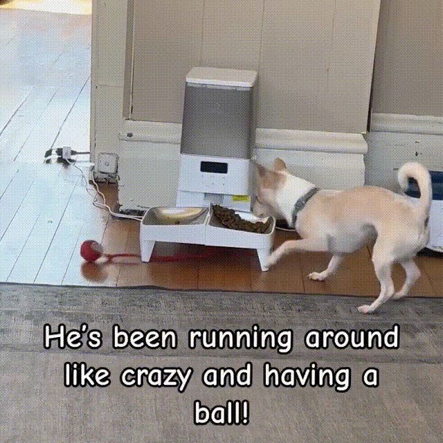 🐾Christmas Special offer! 🐱🐶Smart Automatic Rolling Pet Ball
